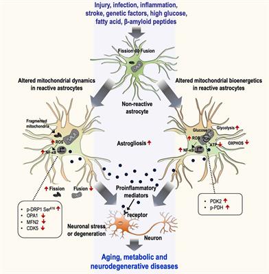Mitochondrial Dynamics and Bioenergetic Alteration During Inflammatory Activation of Astrocytes
